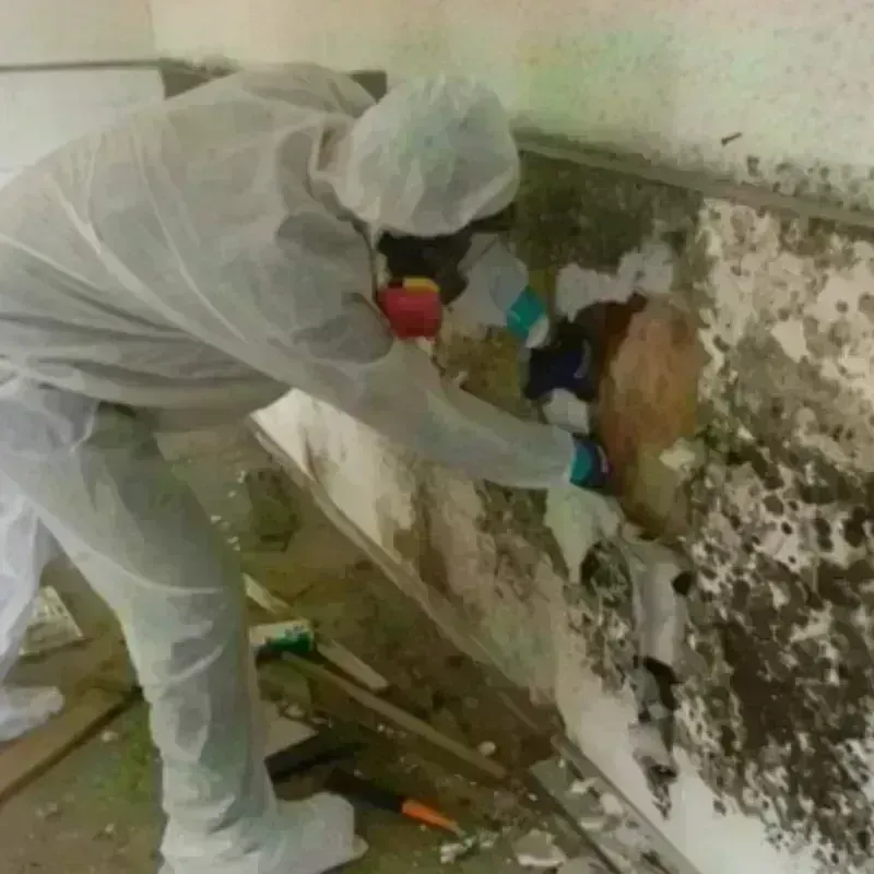 Mold Remediation and Removal in Shelton, WA